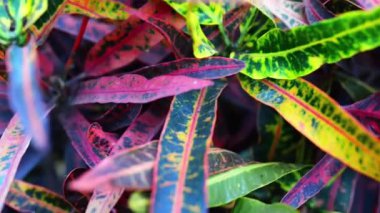 Codiaeum variegatum (alacalı kroton, Kroton)