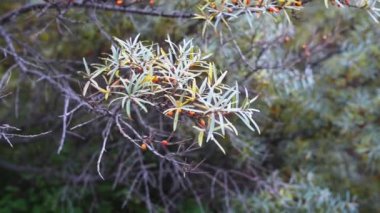 Deniz topalak dallarında