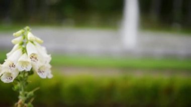 Genişletilmiş aile Plantaginaceae yüksük otu