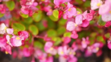Begonya aile Begoniaceae