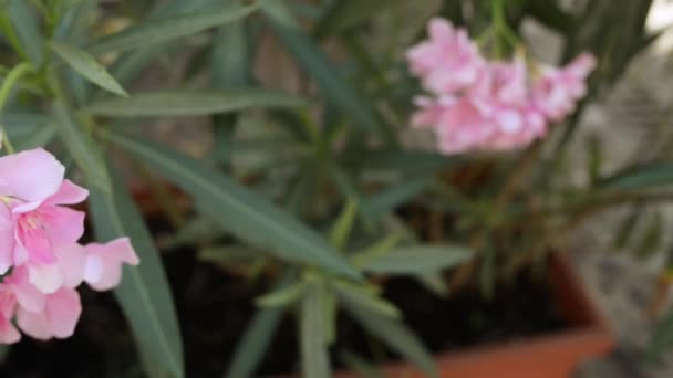 Nerium oleander, familia Apocynaceae — Stok Video