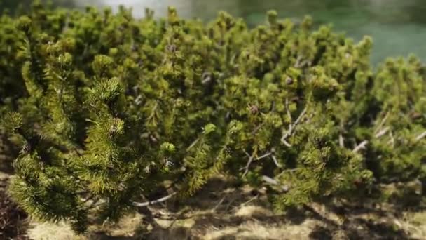 Pinus mugo, bekend als kruipende pine — Stockvideo