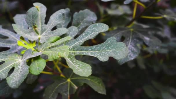 Ficus carica ist eine asiatische Art — Stockvideo