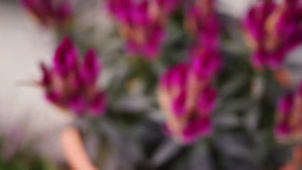 Celosia argentea, connue sous le nom de peigne à plumes — Video