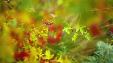 Yaygın olarak adlandırılan alıç Crataegus