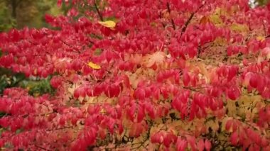 Alt familya Caesalpinioideae Cercis