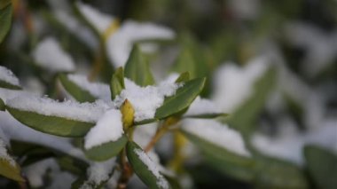 Azaleas çiçekli çalılar, cins ormangülü vardır
