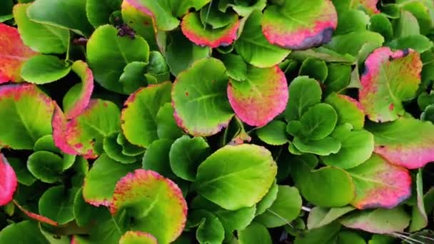 Bergenia crassifolia, badan — Stock video