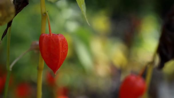 Physalis alkekengi (mesane kiraz, Çince fener) — Stok video