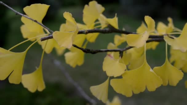 Ginkgo biloba in Teilung ginkgophyta — Stockvideo