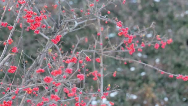 Viburnum nella famiglia dei moschatel, Adoxaceae — Video Stock