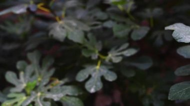 Ficus carica Asya bir türdür
