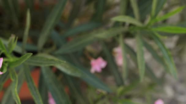 Nerium oleander, familie maagdenpalmfamilie — Stockvideo