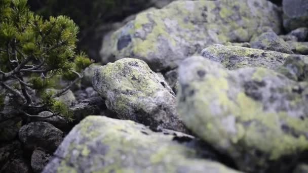 Pinus mugo, bekend als kruipende pine — Stockvideo