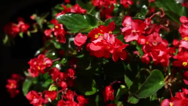 Begonia i familjen Begoniaväxter — Stockvideo