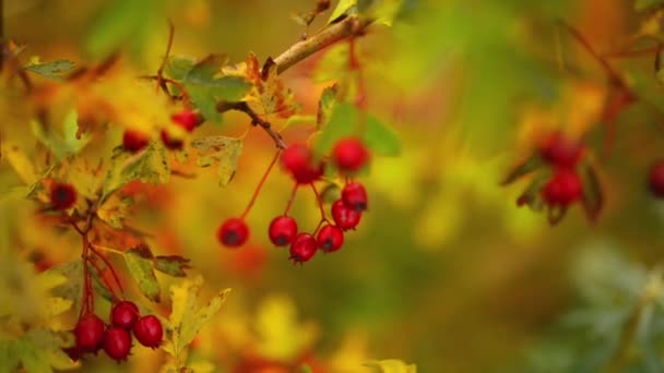 Crataegus commonly called hawthorn — Stock Video