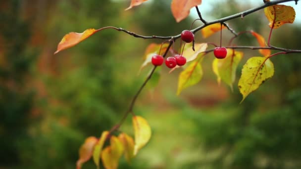 Διακοσμητικά malus ΟΛΑ — Αρχείο Βίντεο