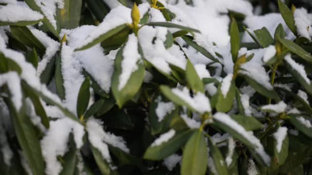 Οι αζαλέες είναι ανθίζοντας θάμνοι, γένος Rhododendron — Αρχείο Βίντεο