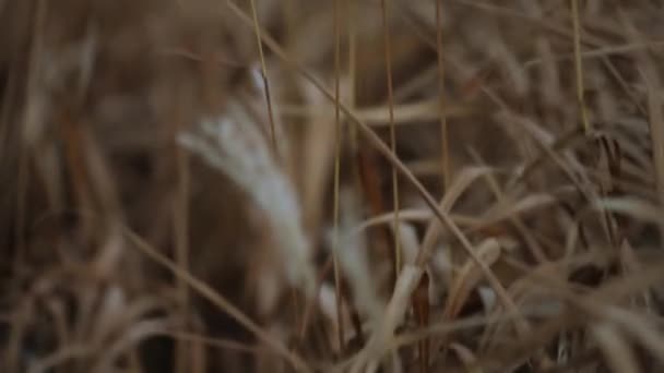 大针茅草原在亚科 Pooideae — 图库视频影像
