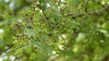 Ortak alıç bilinen Crataegus bitkisinden,