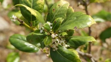 Çobanpüskülü aquifolium veya zaman zaman Noel holly