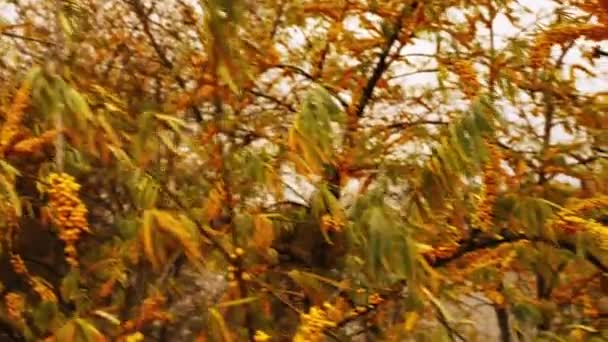 海クロウメモドキの枝 — ストック動画