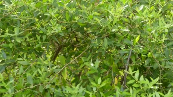 Phillyrea latifolia в семье Oleaceae — стоковое видео