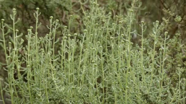 Santolina chamaecyparissus (хлопковая лаванда) ) — стоковое видео