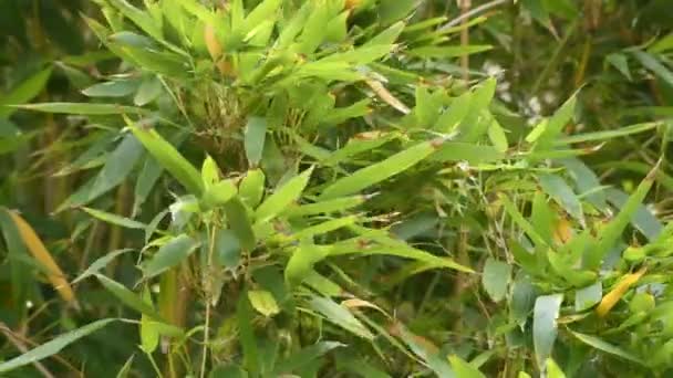 Phyllostachys aurea Bambuseae kabile — Stok video