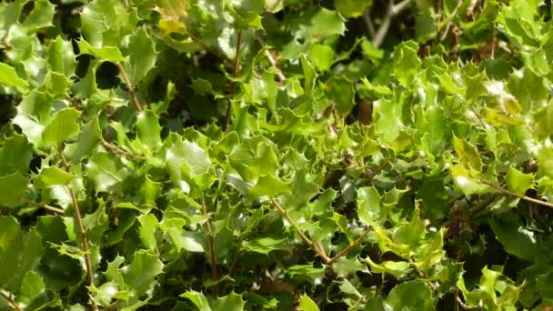 Quercus coccifera, kermes oak — Stock Video