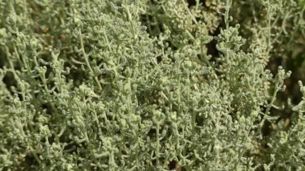 Santolina chamaecyparissus (katoen lavendel) — Stockvideo
