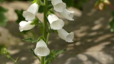 Digitalis purpurea (ortak Foxglove)