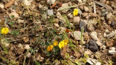 Lotus tetraphyllus bir yıllık yerli bitkidir. 