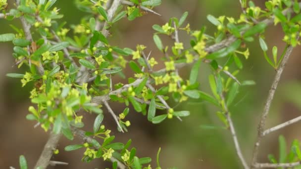 Rhamnus bourgeanus Espinalera — Vídeo de stock