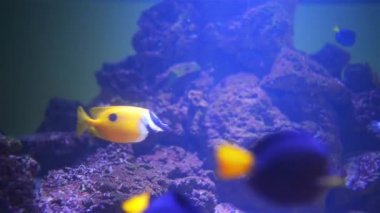 Farklı balıklar ile sualtı dünyası