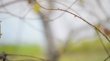 Gouldian finch (Erythrura gouldiae)