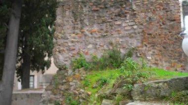 Büyük gri martı Roma, İtalya