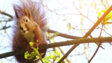 Avrasya kızıl sincabı (Sciurus vulgaris)