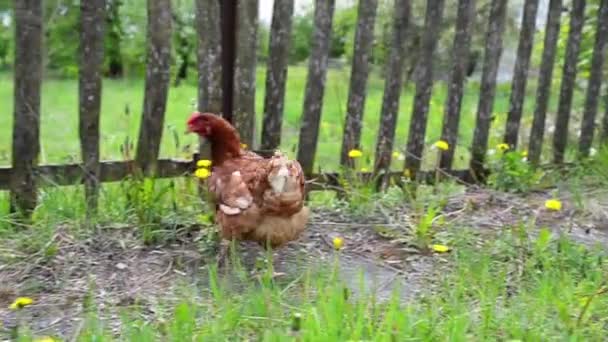 Großes rotes Huhn — Stockvideo