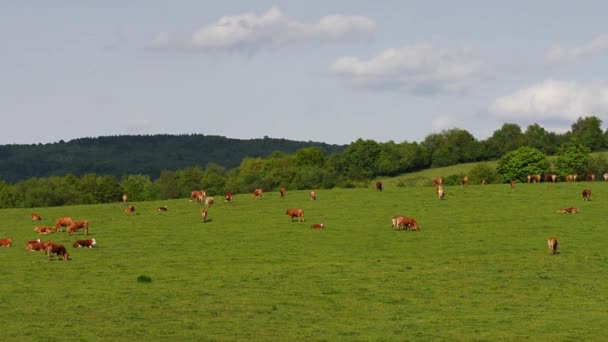 Коровы пасутся на зеленом пастбище — стоковое видео