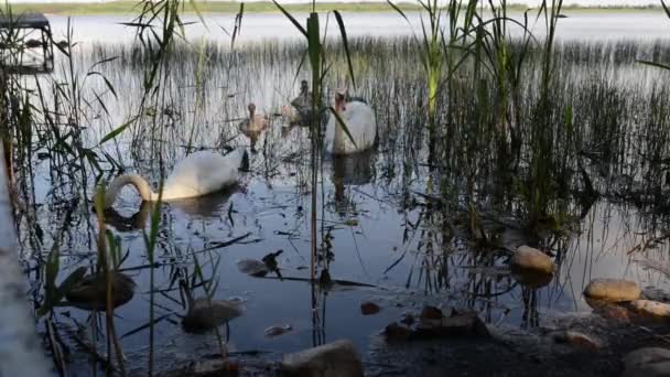 Labutě jsou ptáci čeledi Anatidae v rámci Cygnus — Stock video