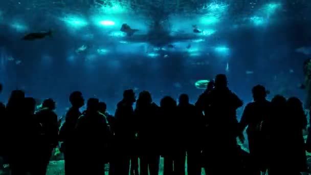 Silhouettes of people in aquarium — Stock Video