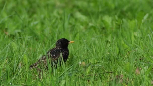 Estornino común (Sturnus vulgaris) — Vídeos de Stock