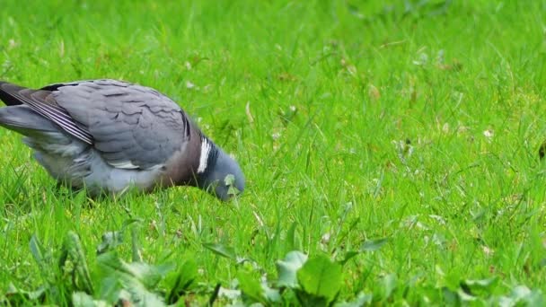 Common wood pigeon — Stock Video