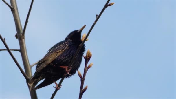 Vanlig starling (Sturnus vulgaris)) — Stockvideo