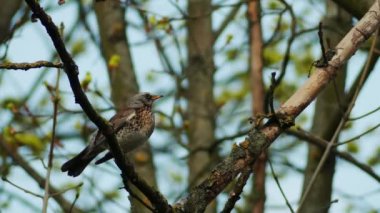 fieldfare (turdus pilaris)
