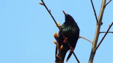Sığırcık (Sturnus vulgaris))