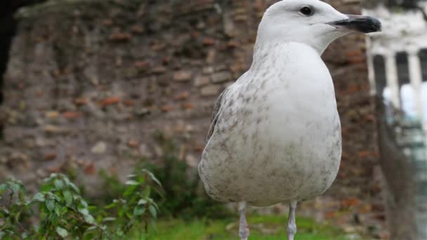 Large gray seagull in Rome, Italy — Stock Video