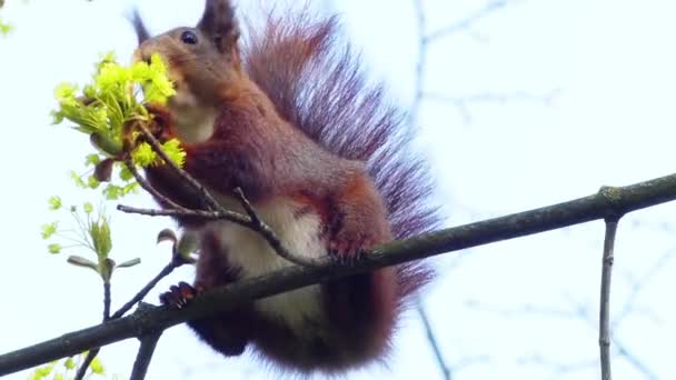 Esquilo vermelho eurasiano (Sciurus vulgaris) — Vídeo de Stock