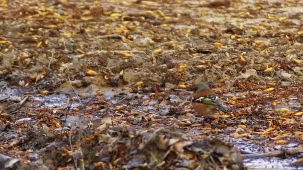 Common Chaffinch (Fringilla coelebs)) — стоковое видео